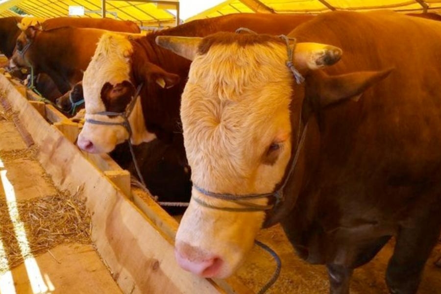 İstanbul Kurban Satış Yerleri