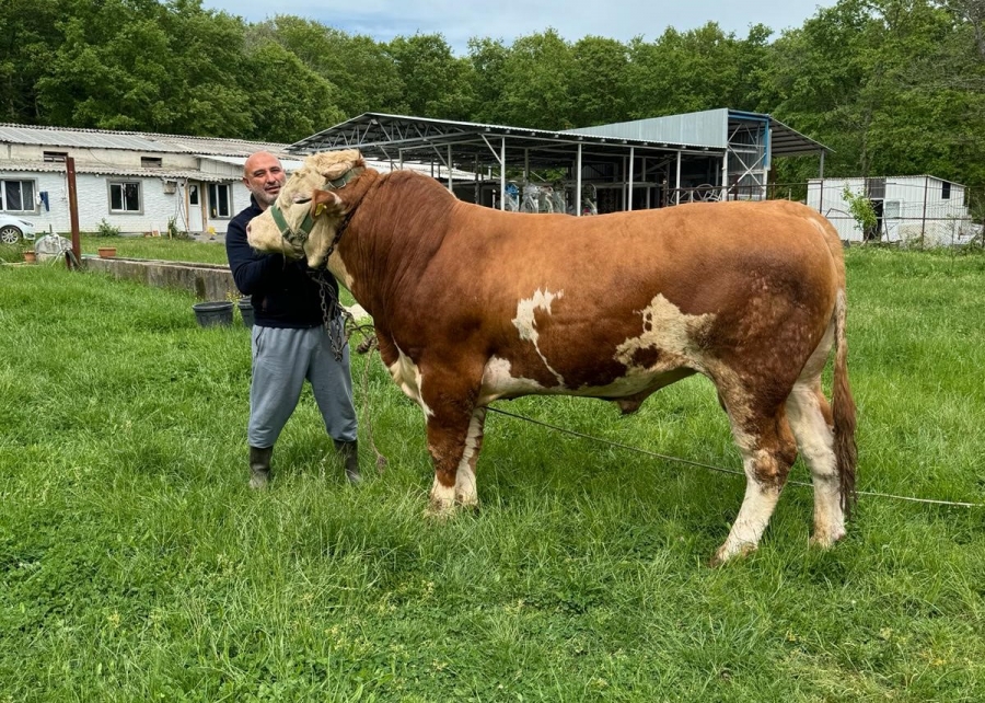 Kurban Hisse Satışı