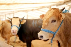 Büyükbaş Kurbanlık Hisse Fiyatları