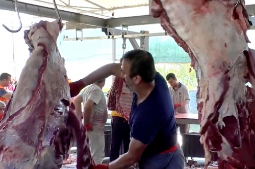 Kurbancı Çiftliğinde çalışmalar tüm hızıyla devam ediyor